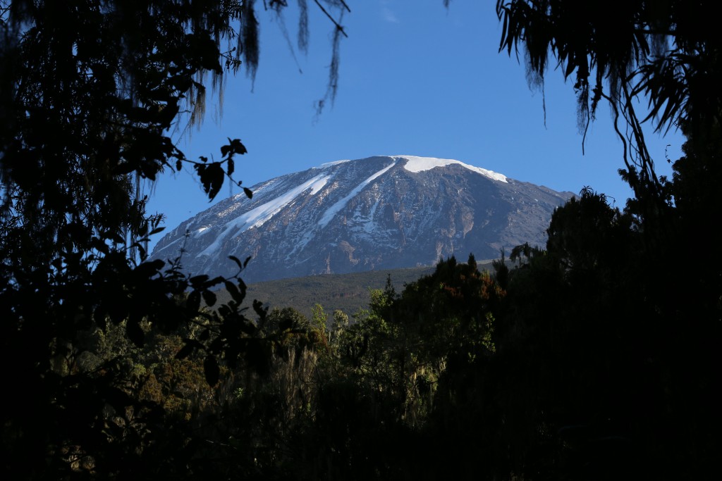 Kilimanjaro from the forest