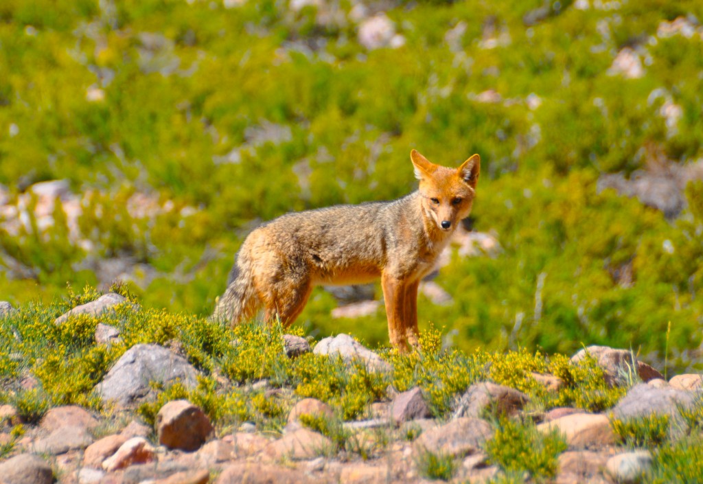 South American Fox (photo by Bernd)