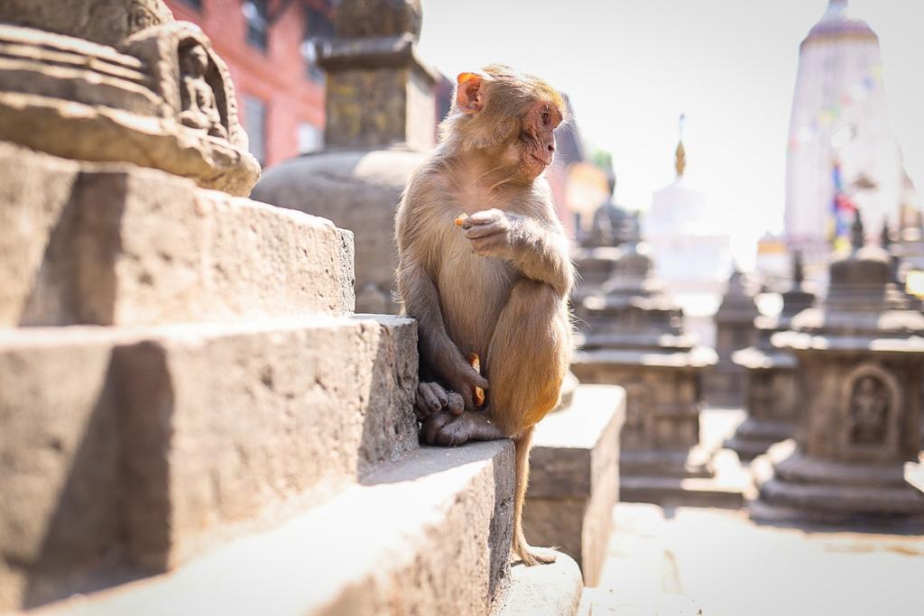 Monkey Temple - Kathmandu