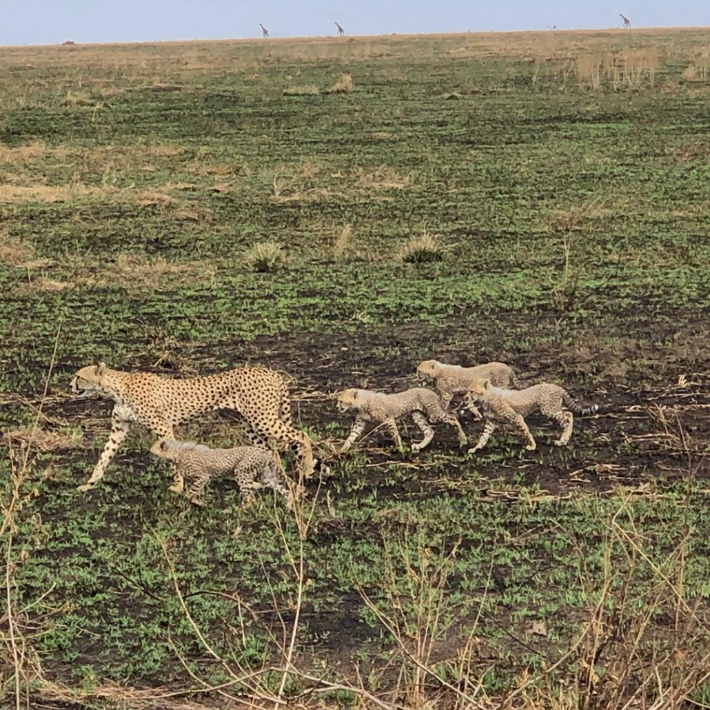 Cheetah and cubs with giraffes on the horizon