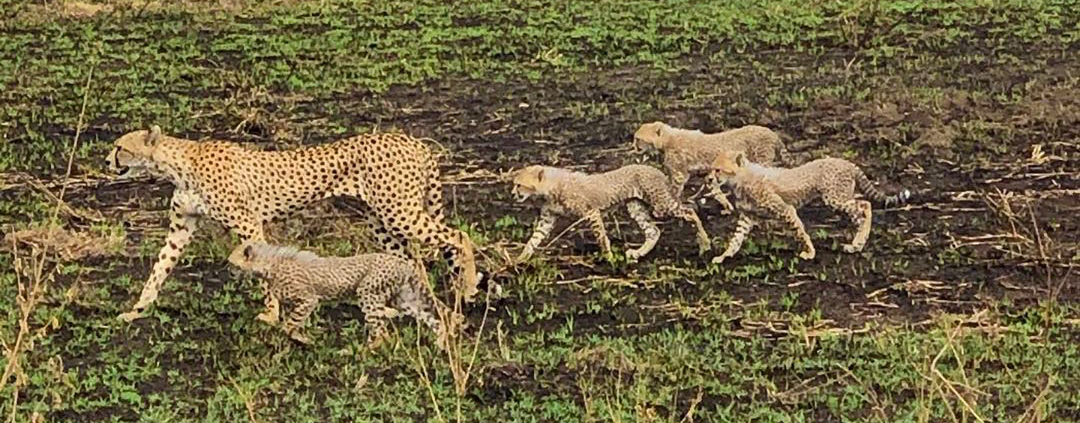 Cheetah and cubs on the Serengeti