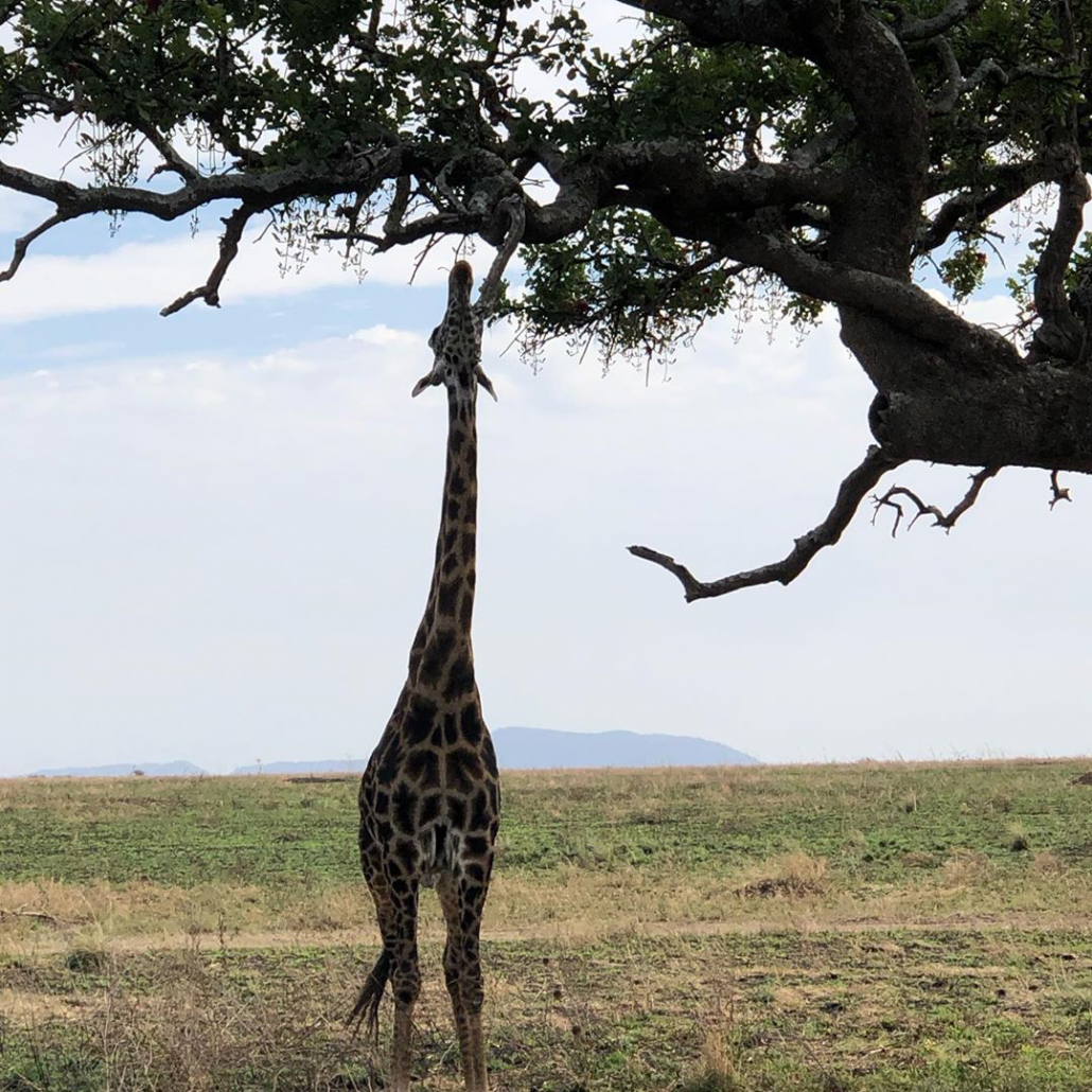 Giraffe grazing on the trees