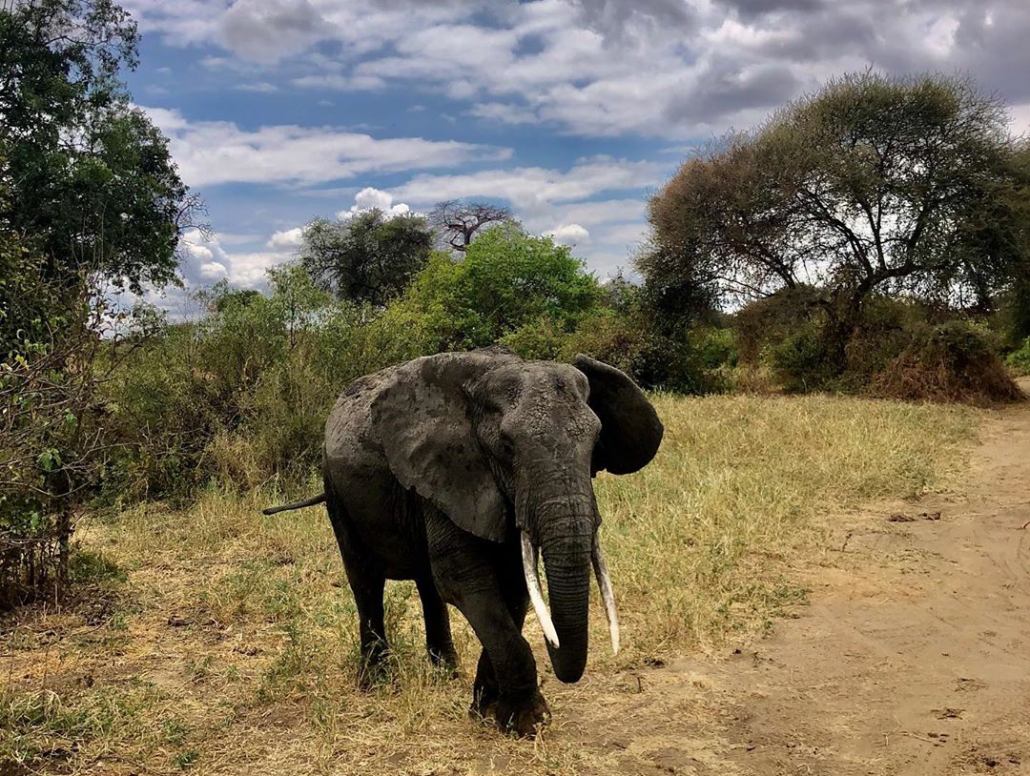 Viewing elephants while on safari