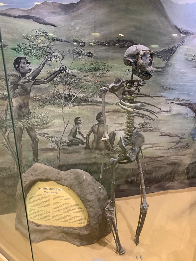Homo Erectus skeleton in Nairobi airport (1.6 million years old)