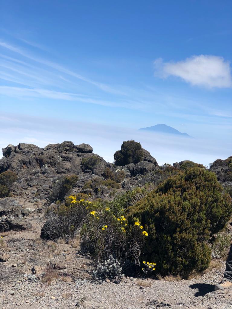The flora and fauna of Kilimanjaro