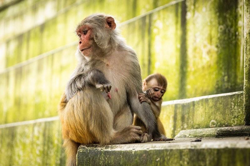 Monkeys at Pashupatinath Temple. 📸: Terray Sylvester