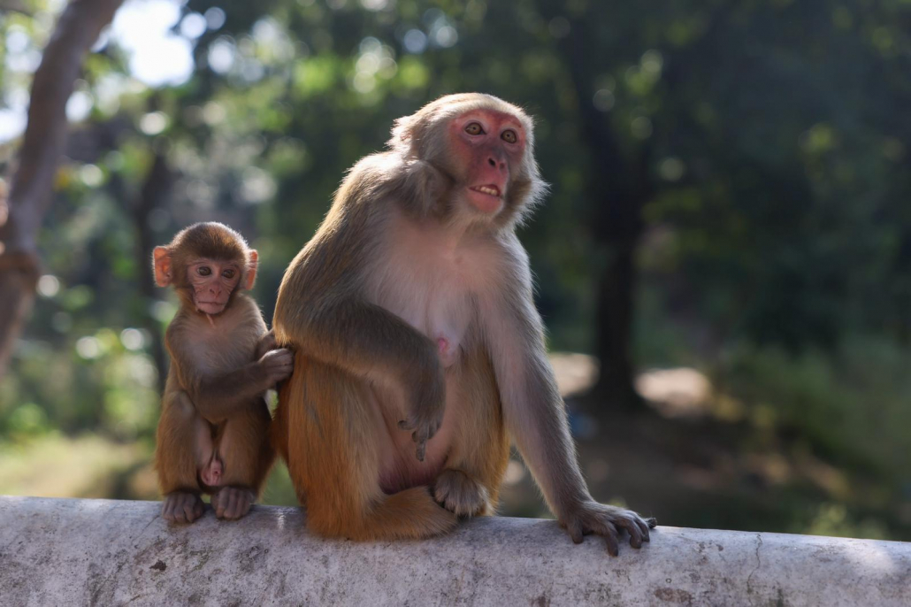 Monkeys in Kathmandu (photo: Terray Sylvester)