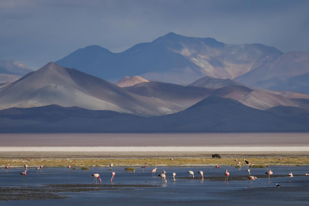 Flamingoes near our camp at Pedernales Salt Flat. (Photo by Terray Sylvester)