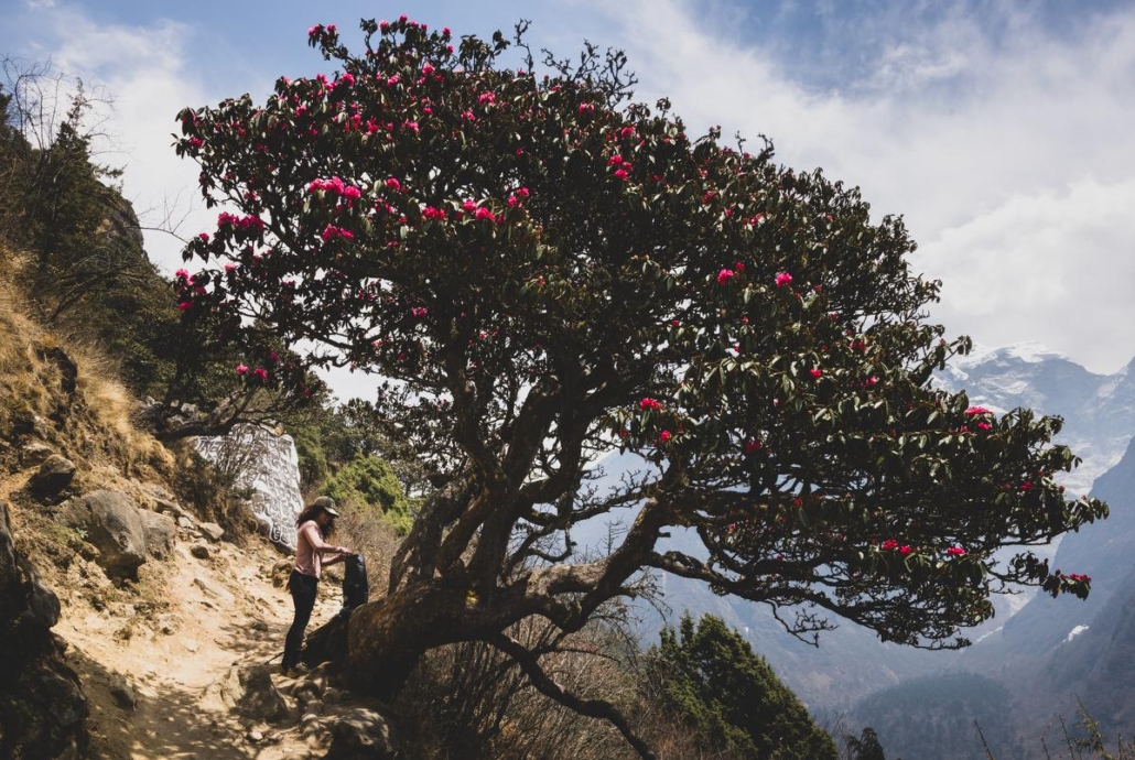 Rhododendrons in bloom en route to Tengboche (Photo by Terray Sylvester)