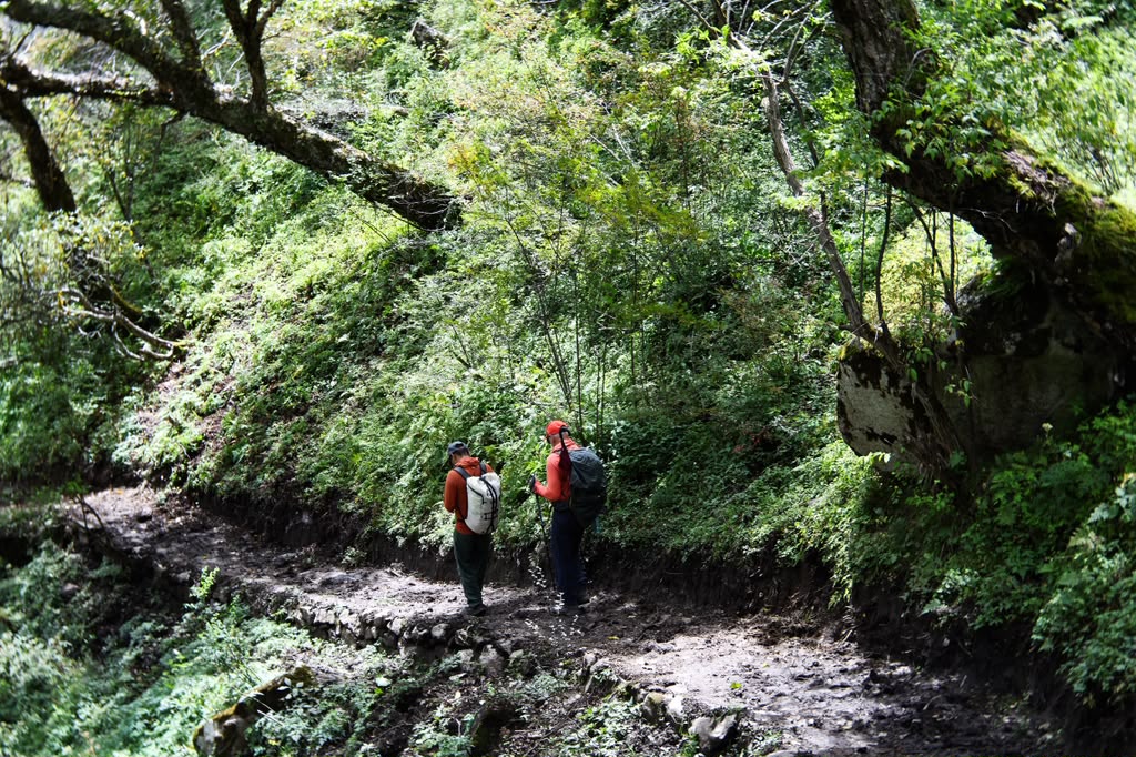 Lush forests in the Nubri Valley (photo by Terray Sylvester)